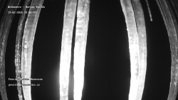 Pension Helena Honesová