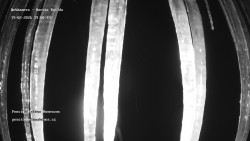 Pension Helena Honesová