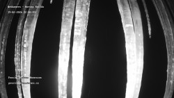 Pension Helena Honesová