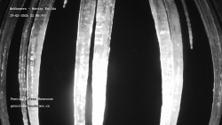 Pension Helena Honesová