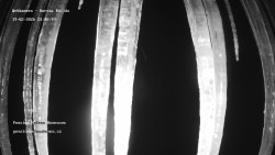 Pension Helena Honesová