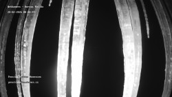 Pension Helena Honesová