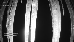 Pension Helena Honesová