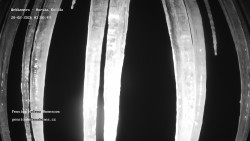 Pension Helena Honesová