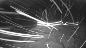 Lyžařský vlek Karlova Studánka - Sjezdovka - 2.1.2026 v 04:00 Lyžařský vlek Karlova Studánka - Sjezdovka - 2.1.2026 v 04:00