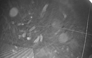 Sport areál České Petrovice - Sjezdovka B - 14.11.2025 v 03:30 Sport areál České Petrovice - Sjezdovka B - 14.11.2025 v 03:30