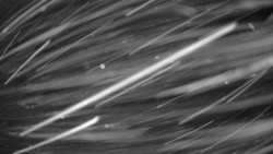 Pohled na sever, Krkonoše