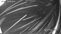 Údolí Úhlavy, Královský Hvozd