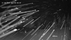 Směďava, Černý vrch