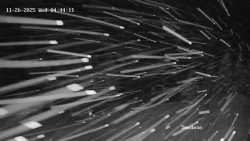 Směďava, Černý vrch