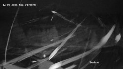 Směďava, Černý vrch