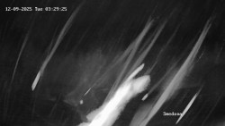 Směďava, Černý vrch