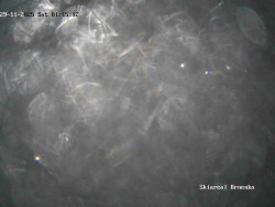 Sjezdovka, Vernířovice