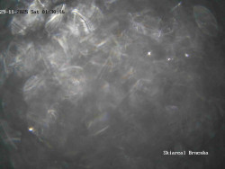 Sjezdovka, Vernířovice