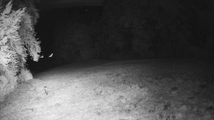 Skiareál Karolinka  - Prostřední část sjezdovky a snowpark - 13.9.2025 v 04:55