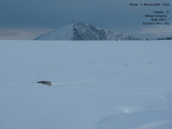 Luční bouda, pramen Bílého Labe