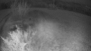 Bludný - Rajnochovice Troják - Bludný - Rajnochovice Troják - 4.4.2026 v 03:30 Bludný - Rajnochovice Troják - Bludný - Rajnochovice Troják - 4.4.2026 v 03:30