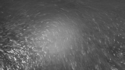 Troják, Maruška - panorama