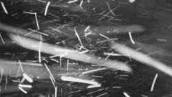 Troják, Maruška - panorama