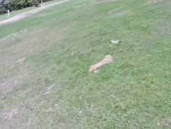 Spodní část sjezdovky č. 4