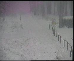 Nástup na běžecké tratě