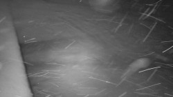 Nástup na běžecké tratě