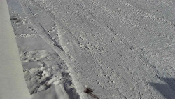 Nástup na běžecké tratě