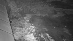 Nástup na běžecké tratě