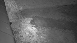 Nástup na běžecké tratě