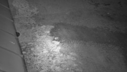 Nástup na běžecké tratě