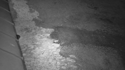 Nástup na běžecké tratě