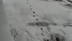 Nástup na běžecké tratě