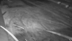 Nástup na běžecké tratě