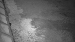 Nástup na běžecké tratě