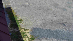 Nástup na běžecké tratě