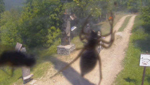 Skiareál Bílá - Bílá - běžecká trať - 15.6.2025 v 12:55