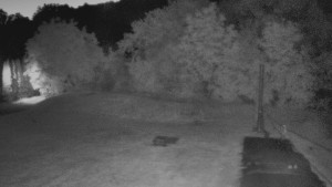 TJ Němčičky - Koberec - 23.6.2025 v 03:30