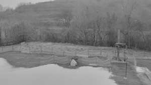 TJ Němčičky - Koberec - 17.12.2025 v 07:30