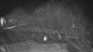 TJ Němčičky - Koberec - 21.12.2025 v 04:30