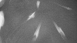 Bludný - Rajnochovice Troják 