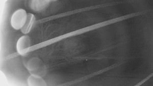 Bludný - Rajnochovice Troják - Bludný - Rajnochovice Troják - 24.2.2026 v 01:30 Bludný - Rajnochovice Troják - Bludný - Rajnochovice Troják - 24.2.2026 v 01:30