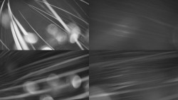 Sdružený snímek Bludný