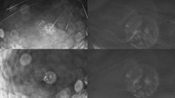 Sdružený snímek Bludný