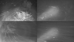 Sdružený snímek Bludný