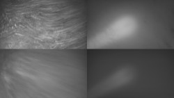 Sdružený snímek Bludný