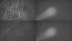 Sdružený snímek Bludný