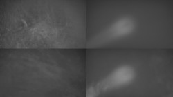 Sdružený snímek Bludný