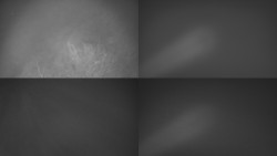 Sdružený snímek Bludný