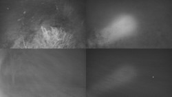 Sdružený snímek Bludný