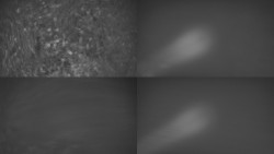 Sdružený snímek Bludný